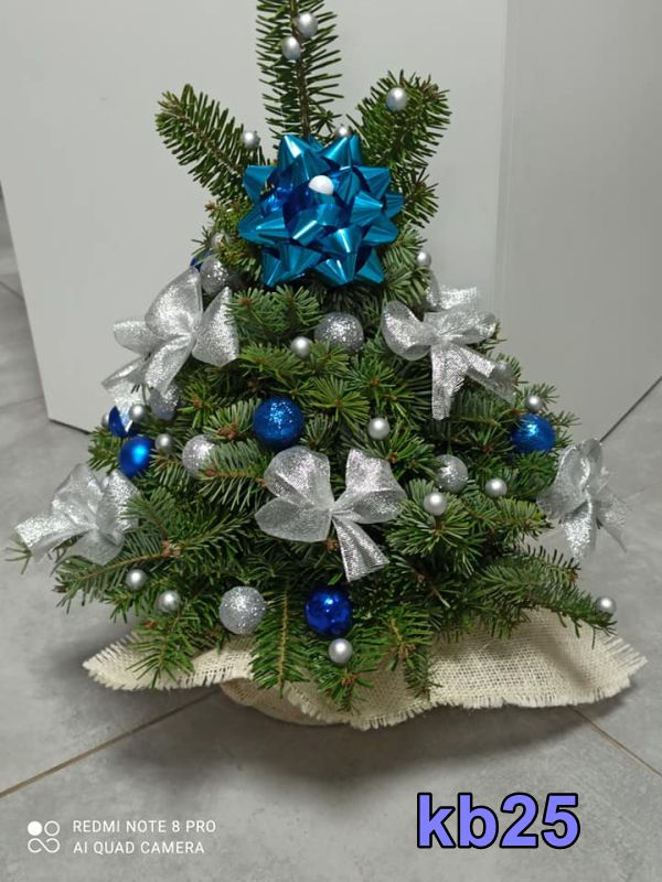 Lublin, kwiaty doniczkowe